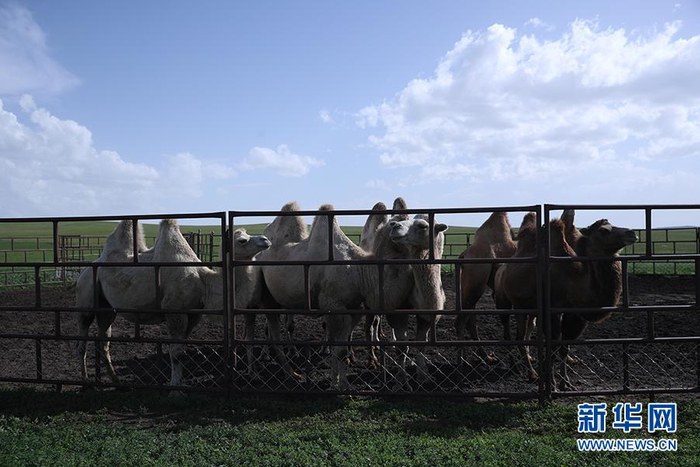图为其日麦拉图喂养的骆驼。新华网记者焦鹏摄