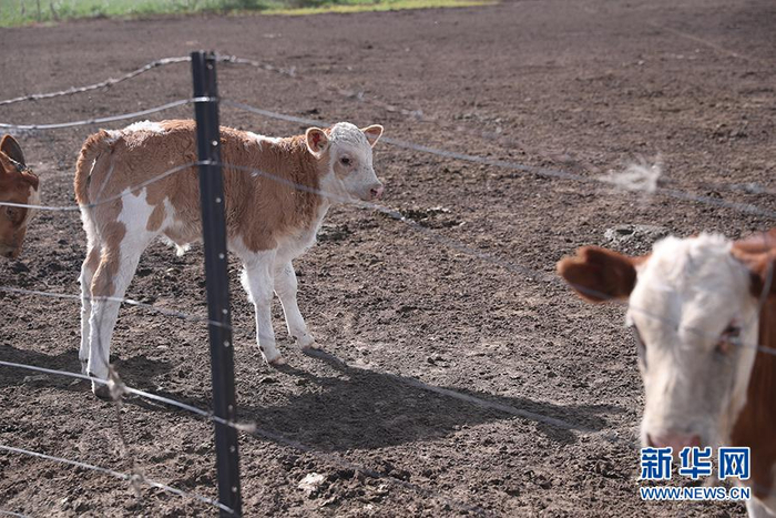 图为其日麦拉图家的民西门塔尔牛。新华网记者焦鹏摄