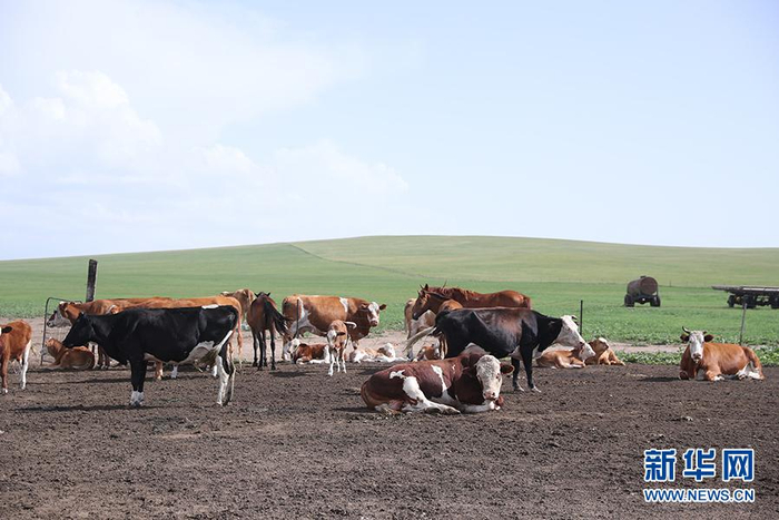 图为其日麦拉图家的部分牛和马。新华网记者焦鹏摄