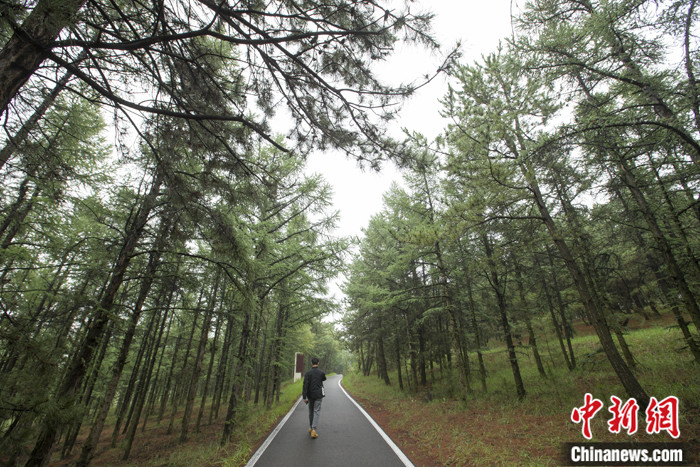 图为7月17日，山西省朔州市右玉县，民众在松涛园松树林中穿行  中新社记者 张云摄