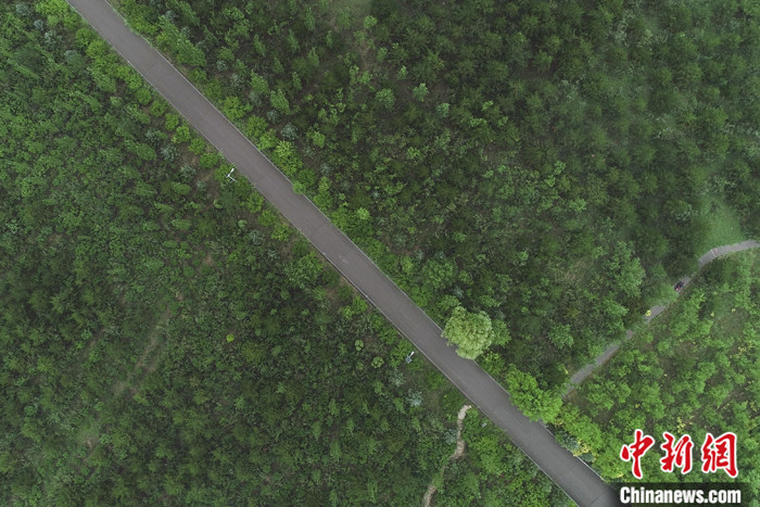 图为7月17日，航拍山西省朔州市右玉县南山森林公园  中新社发 钟欣摄