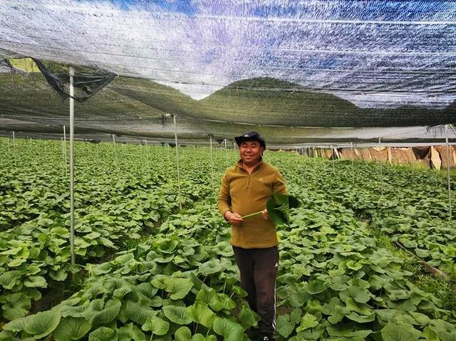 　　张怀军和他的山葵基地