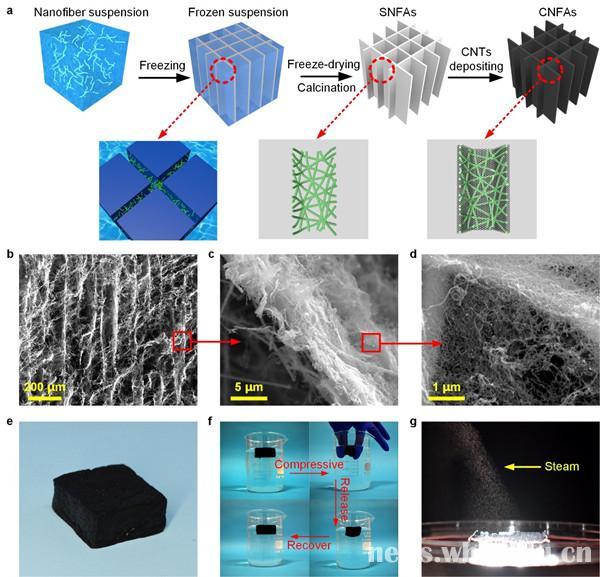 a是CNFAs的制备和结构示意图。b至d为CNFAs在不同放大倍数下的微观多孔结构。e是具有高吸光度的CNFAs。f是CNFAs在水中的压缩和回弹。g是从CNFAs表面产生的蒸气。