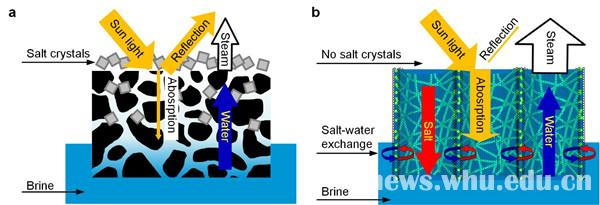 a是常规太阳能蒸发器中的水运输，光吸收，蒸发和盐结晶的示意图。b是纳米纤维（CNFAs）气凝胶中的盐运输，水运输，光吸收和蒸发的示意图。