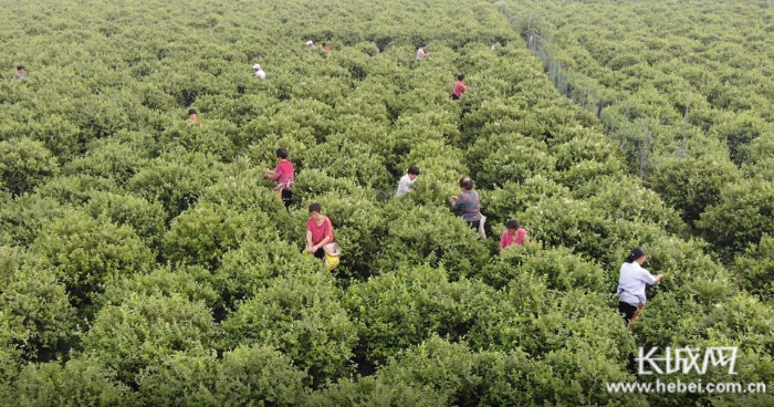 　工人在杨生承包的田地里采摘金银花。赵谦 供图