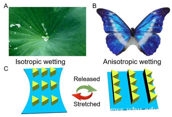图1：由（A）各向同性超疏水荷叶和（B）各向异性润湿性蝴蝶翅膀启发的（C）智能表面TMAS。