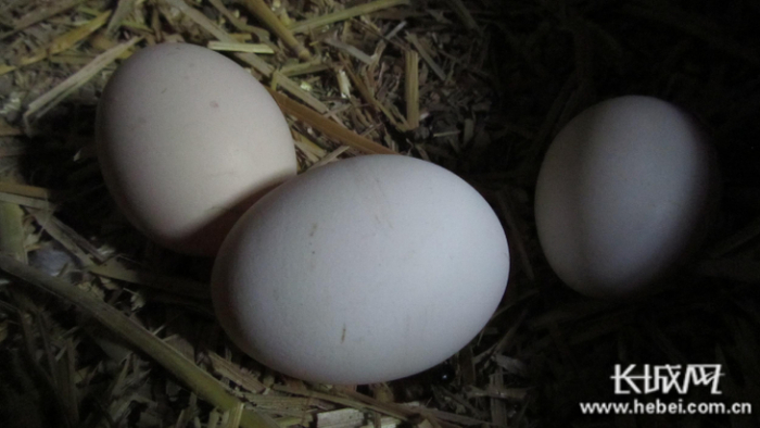 贫困户赵庆旺的养鸡场里，刚刚“出炉”的柴鸡蛋。  长城网记者 郭庆敏 摄