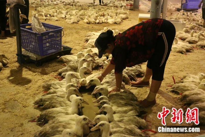 即将走上餐桌的鸭子铺满了市场。林馨 摄