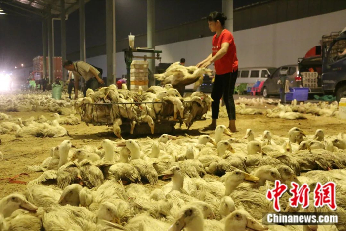  商贩将鸭子称斤打包。林馨 摄