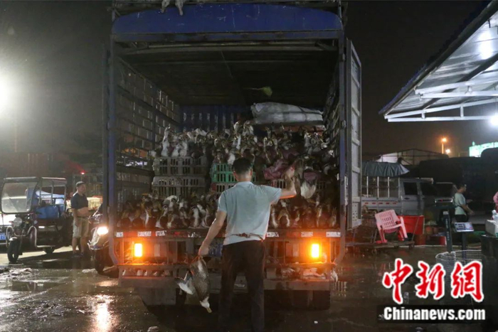  商贩将鸭子装车。林馨 摄