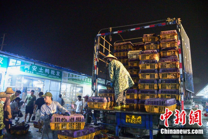  商贩将鸭子装车。王以照 摄