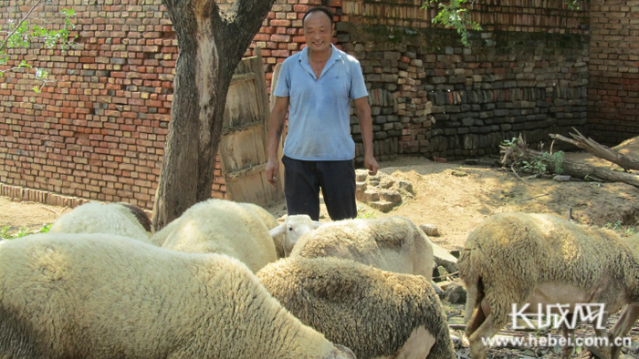 借助5万元的扶贫贷款，郅辛国扩大了自己的养羊规模。长城网记者 郭庆敏 摄