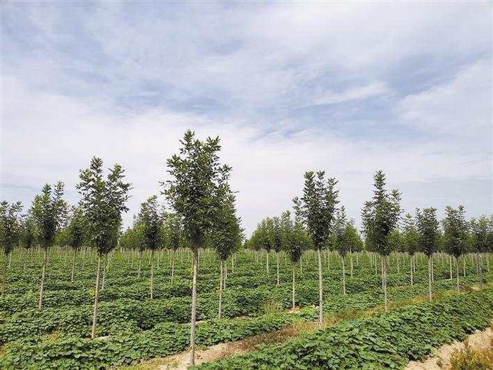 华阴市苗木繁育基地一角。记者 师念文/图