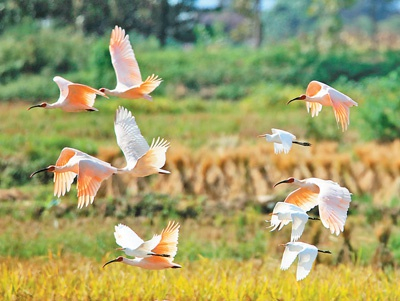 朱鹮竞翔。张跃明摄