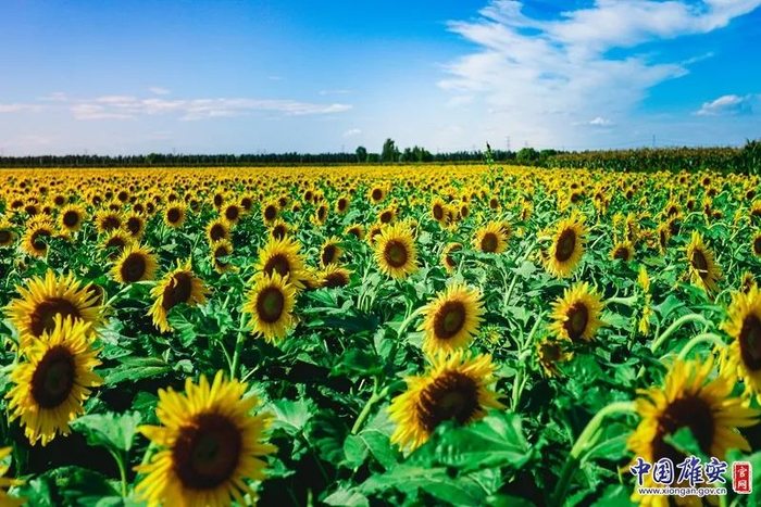 浪漫唯美的油葵田。中国雄安官网发 胡克新 摄