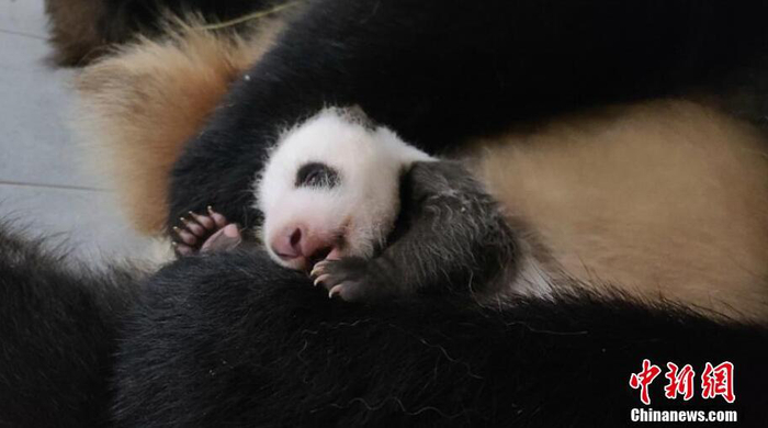 旅韩大熊猫宝宝长出黑眼圈，体重胖了10倍。