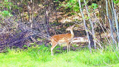 东北虎豹国家公园里的野生梅花鹿  记者 姜奕名摄