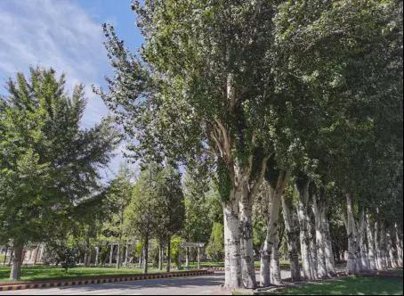 粗壮的白杨树是当年厂领导们所栽，如今已需多人合抱