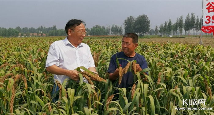 农业专家在谷子地里给农民做指导种植。长城网记者 刘潇 摄