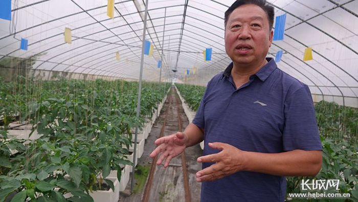 刘玉全介绍降糖辣椒的种植情况及功能。长城网记者 吴新光 摄