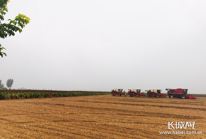 　　景县马贾庄村的高粱地丰收了。长城网记者 于仕越 摄