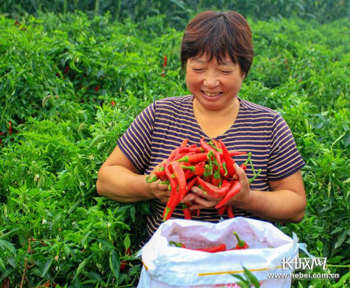 　将火红的辣椒采摘装袋，鸡泽县椒农脸上洋溢着丰收的喜悦。金骅 摄