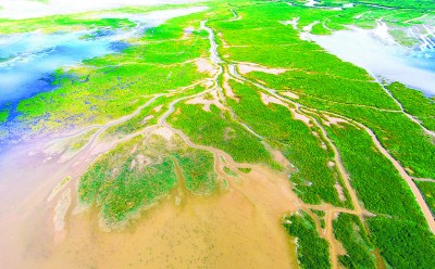 盐城黄海滩涂湿地  孙华金摄