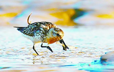 勺嘴鹬  李东明摄