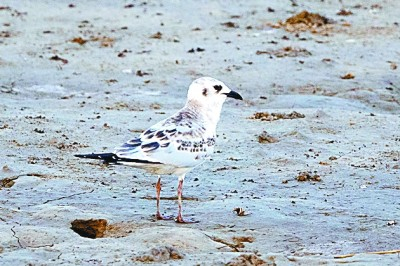 黑嘴鸥　记者 周梦爽摄