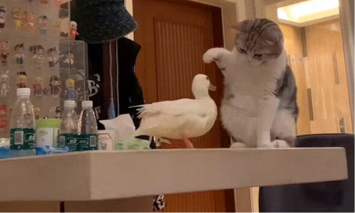 图片来源：@“哒哒和乔巴”视频截图