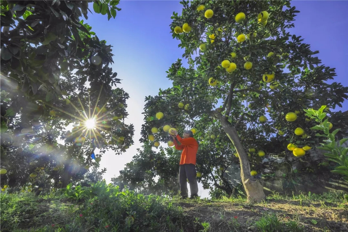 梁平柚 图:梁平微发布