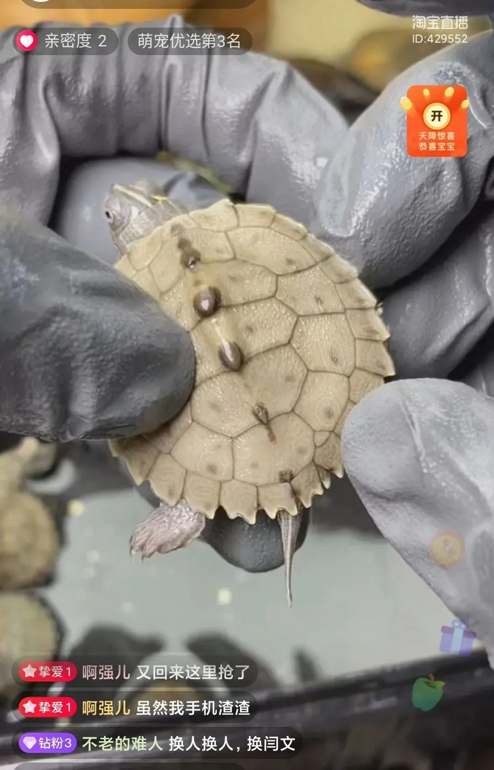 宠物直播吸引众多粉丝围观 图片来源：直播截图