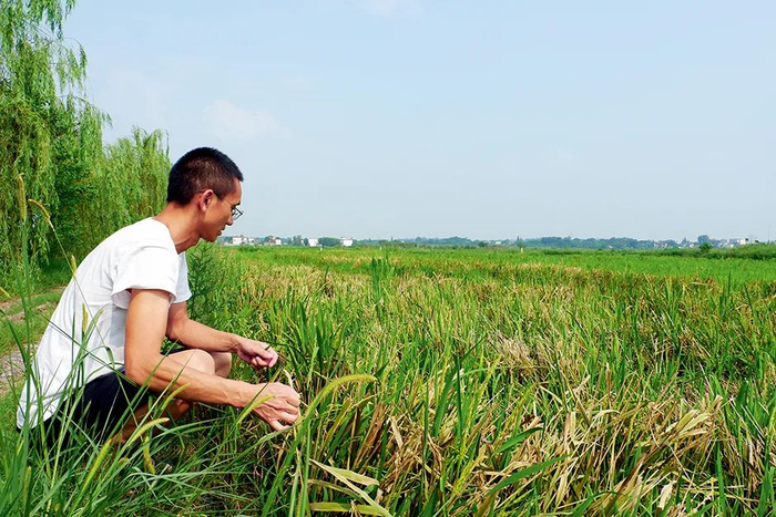 小熊农场的农场主沈雄伟蹲在田埂上，拨弄着被洪水浸泡过的禾叶。在他种植的600亩稻田里，洪水尚未完全退去。本版摄影/本刊记者 黄孝光