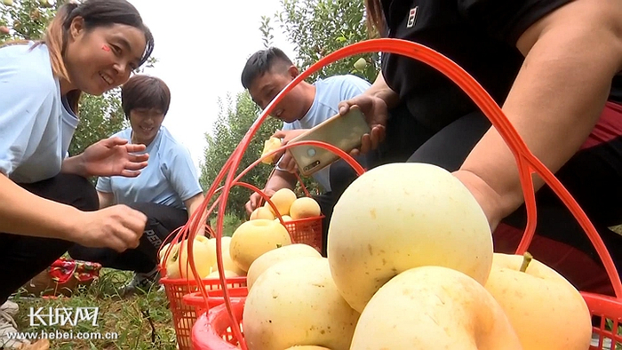 　　石家庄市苹果收获季吸引了各地游客前来采摘。长城网记者 万前进 摄