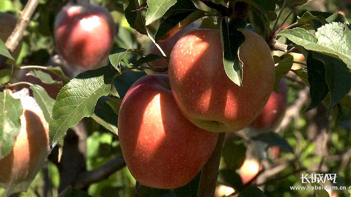 　　石家庄市行唐县城寨有机山庄现代农业园区的苹果挂满枝头。长城网记者 万前进 摄