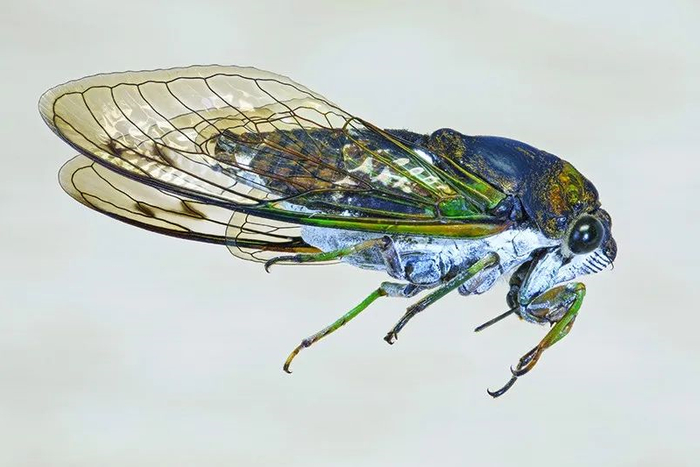 图片来源：查尔斯·弗洛伊德（Charles Floyd）