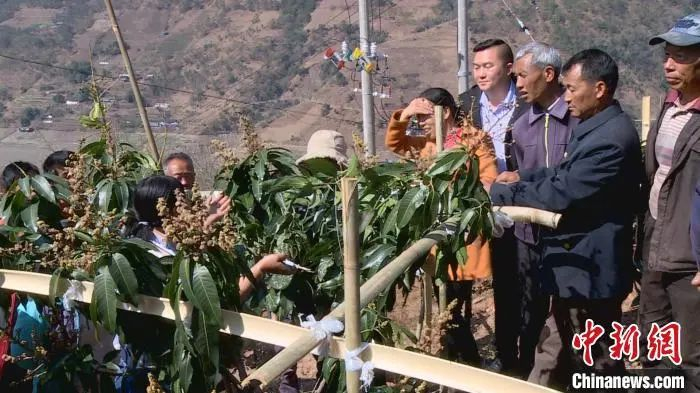 组织村民学习搭架和剪枝。舒发军供图