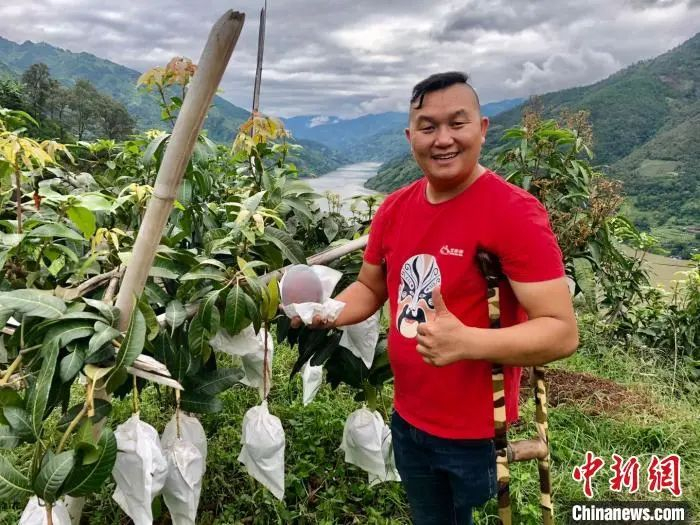 舒发军的“小目标”是打造出热河芒果品牌。　王祖敏 摄