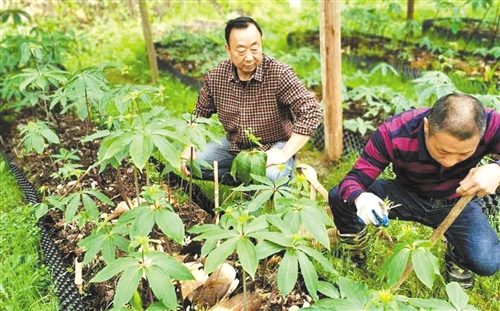  返乡人才熊长华（左）在他种植的中药材基地查看七叶一枝花长势。 薛志伟摄