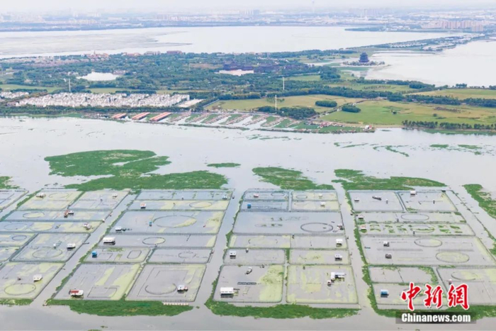 “一掬阳澄水，流芳自古今。”作为文化悠久、生态宜居的江南水乡，独拥三分之二阳澄湖水面的相城区素有“中国清水大闸蟹之乡”的美誉，出产的阳澄湖大闸蟹扬名海内外。中新社记者 泱波 摄
