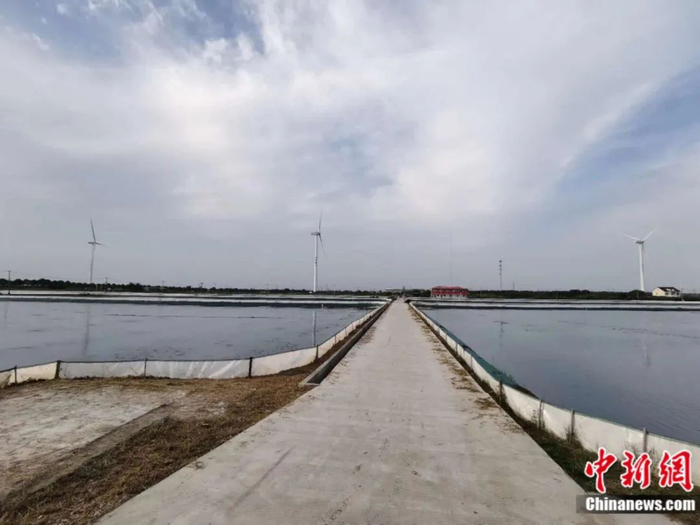 标准化生态池塘。中新社记者 钟升 摄