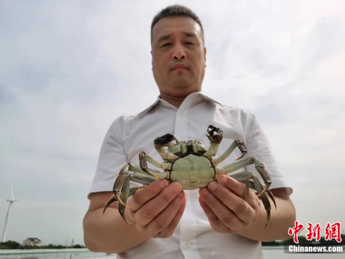 张铖展示标准化生态池塘里养殖的大闸蟹。中新社记者 钟升 摄