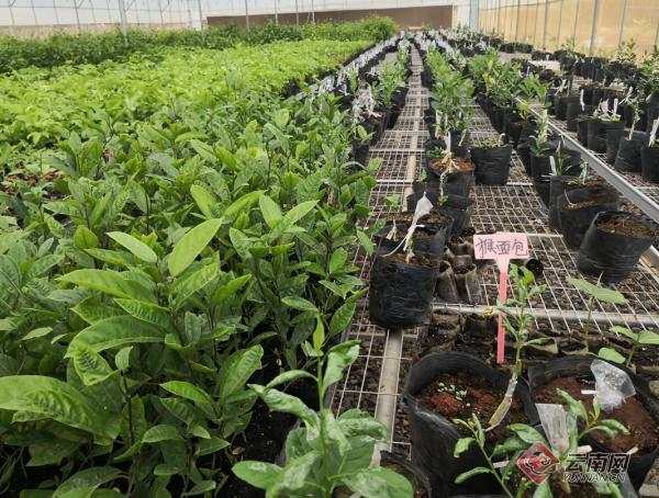 红河谷不仅有红色的土地，还有奇妙的“黑科技” 李吒 摄