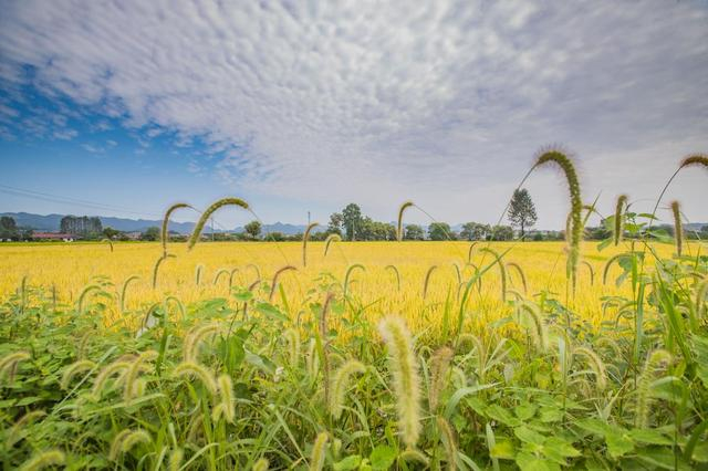 　　图说：桃源县拥有湖南省最大的富硒带农业基地，当地自古盛产水稻，良好的生态和土壤决定了优质的水稻产量和品质。摄影师：铁丐