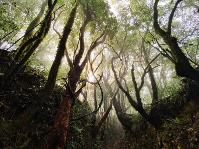 图：高黎贡山深处