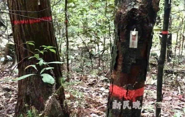 科研样地内胸径超过1厘米的树都要标红并挂上“身份证” 姜燕/摄