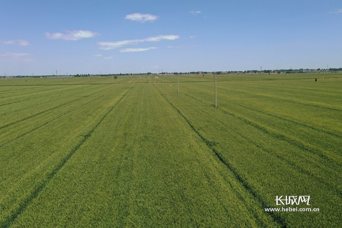 邯郸市永年区高标准农田资料图。