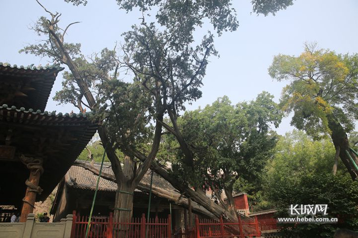 晋祠里的周柏。