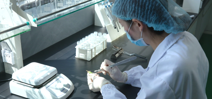 　　　　　　　金木集团工作人员进行植物细胞采集与培养。