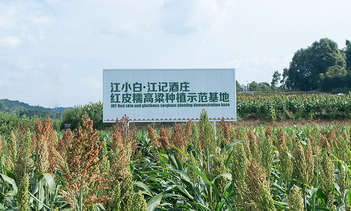 江小白种植基地（图片来源：江小白）